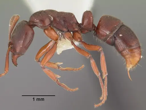 Hypoponera sakalava specimen CASENT0102275 image casent0102275_3