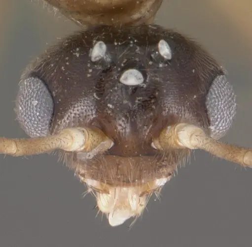Hypoponera sakalava specimen CASENT0102276 image casent0102276_2