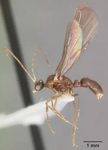 Hypoponera sakalava specimen CASENT0102276 image casent0102276_4