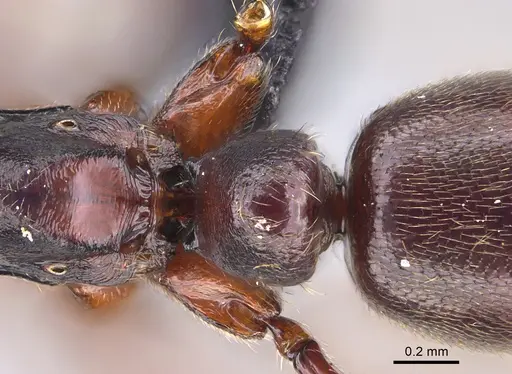 Hypoponera sakalava specimen CASENT0149840 image casent0149840_1