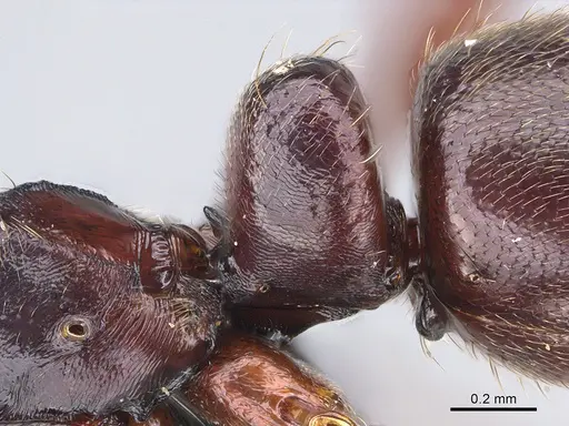 Hypoponera sakalava specimen CASENT0149840 image casent0149840_2