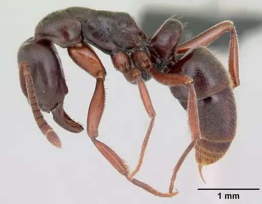 Hypoponera sakalava specimen CASENT0494141 image casent0494141_3