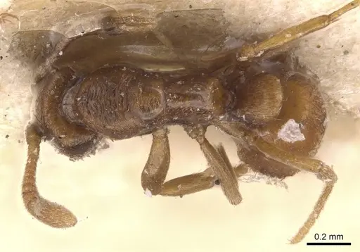 Hypoponera sauteri specimen CASENT0907311 image casent0907311_1