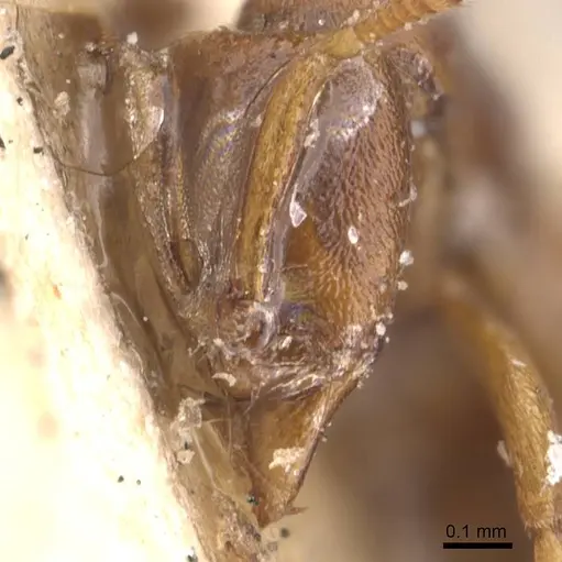 Hypoponera sauteri specimen CASENT0907311 image casent0907311_2