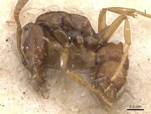 Hypoponera sauteri specimen CASENT0907311 image casent0907311_3