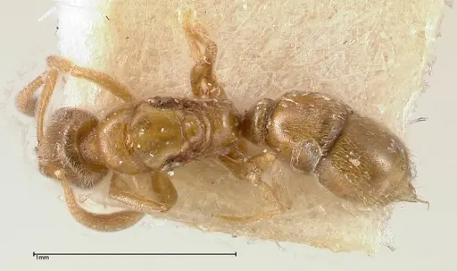 Hypoponera sauteri specimen FOCOL0362 image focol0362_1