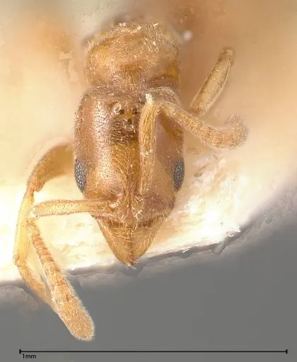 Hypoponera sauteri specimen FOCOL0362 image focol0362_2