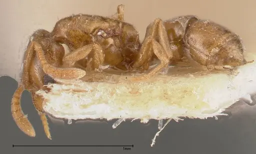 Hypoponera sauteri specimen FOCOL0362 image focol0362_3