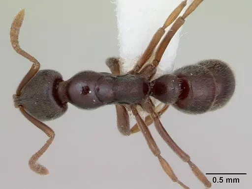 Hypoponera schmalzi specimen CASENT0173718 image casent0173718_1