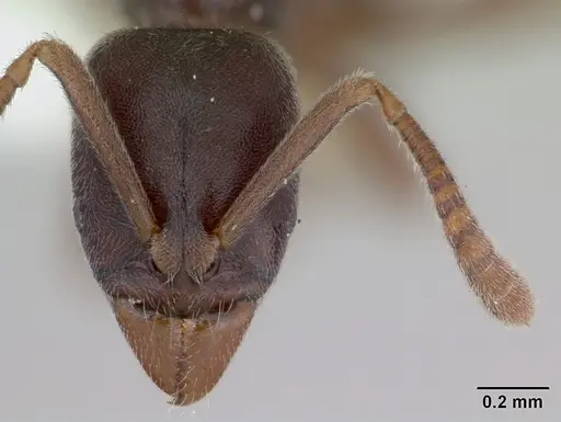 Hypoponera schmalzi specimen CASENT0173718 image casent0173718_2