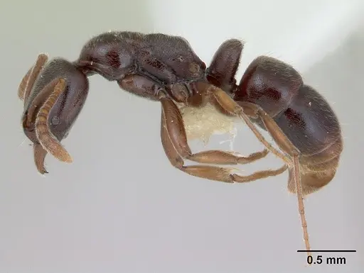 Hypoponera schmalzi specimen CASENT0173718 image casent0173718_3