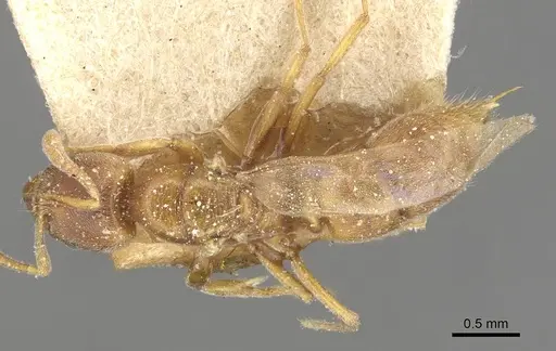 Hypoponera schmalzi specimen CASENT0915297 image casent0915297_1