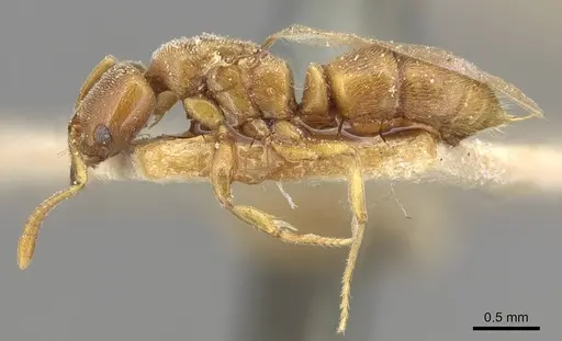 Hypoponera schmalzi specimen CASENT0915297 image casent0915297_3