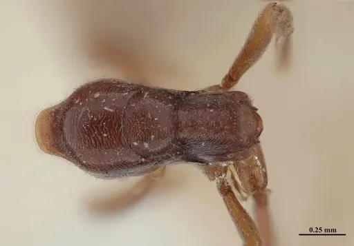 Hypoponera schmalzi specimen MHNGENTO00094339 image mhngento00094339_1