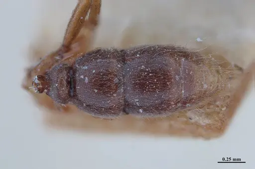 Hypoponera schmalzi specimen MHNGENTO00094339 image mhngento00094339_2