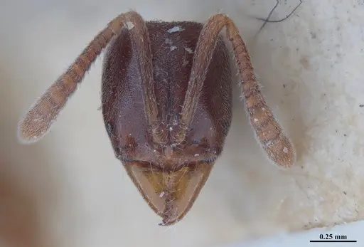 Hypoponera schmalzi specimen MHNGENTO00094339 image mhngento00094339_3