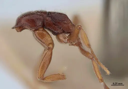 Hypoponera schmalzi specimen MHNGENTO00094339 image mhngento00094339_4