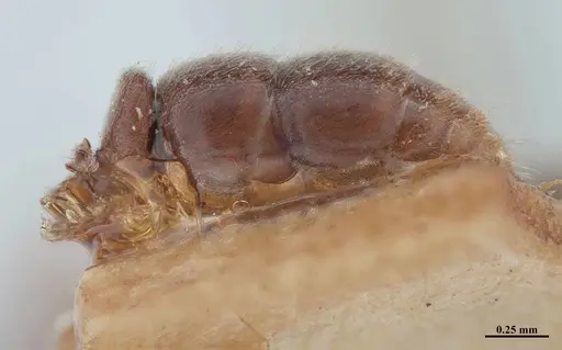Hypoponera schmalzi specimen MHNGENTO00094339 image mhngento00094339_5