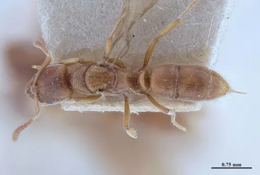 Hypoponera schmalzi specimen MHNGENTO00094340 image mhngento00094340_1