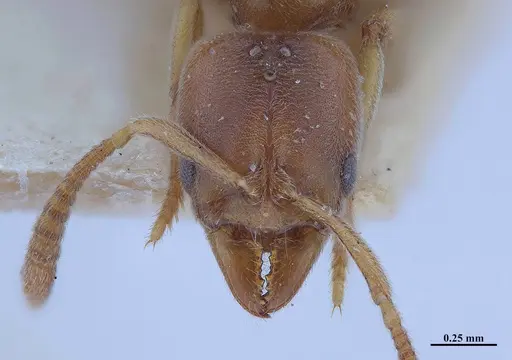 Hypoponera schmalzi specimen MHNGENTO00094340 image mhngento00094340_2