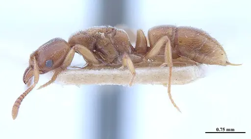 Hypoponera schmalzi specimen MHNGENTO00094340 image mhngento00094340_3