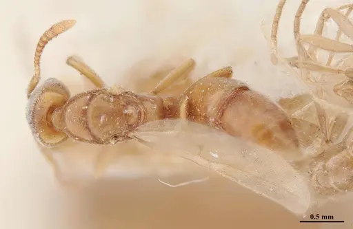 Hypoponera schmalzi specimen MHNGENTO00094344 image mhngento00094344_1