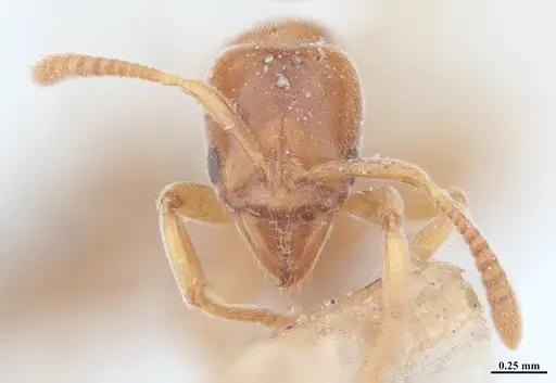 Hypoponera schmalzi specimen MHNGENTO00094344 image mhngento00094344_2