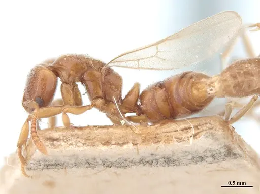 Hypoponera schmalzi specimen MHNGENTO00094344 image mhngento00094344_3