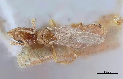 Hypoponera schwebeli specimen MHNGENTO00094338 image mhngento00094338_1