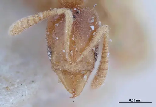 Hypoponera schwebeli specimen MHNGENTO00094338 image mhngento00094338_2