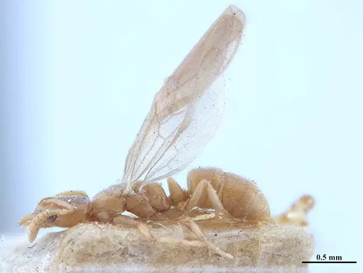 Hypoponera schwebeli specimen MHNGENTO00094338 image mhngento00094338_3