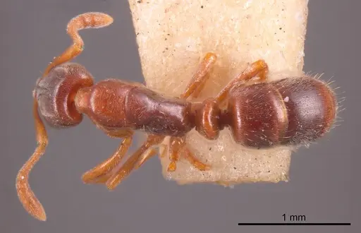Hypoponera scitula specimen ANTWEB1008270 image antweb1008270_1
