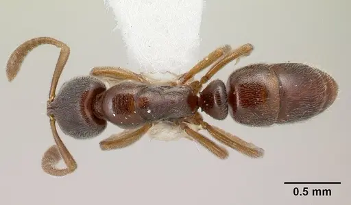Hypoponera segnis specimen CASENT0226545 image casent0226545_1