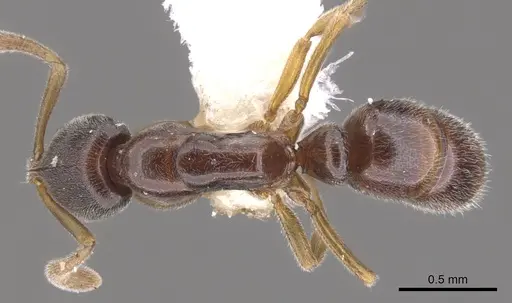 Hypoponera segnis specimen CASENT0902548 image casent0902548_1