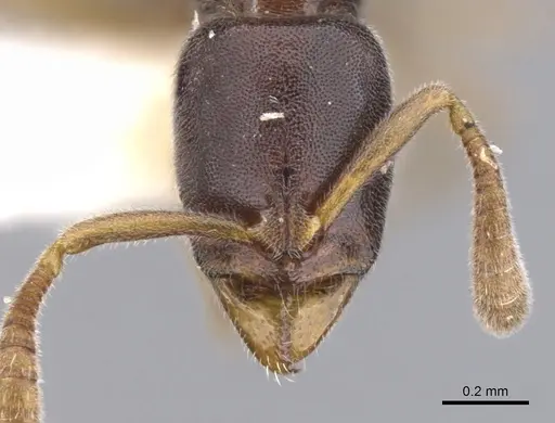 Hypoponera segnis specimen CASENT0902548 image casent0902548_2