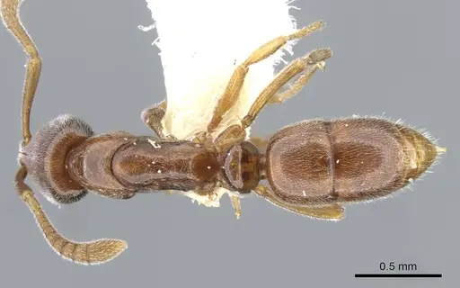 Hypoponera segnis specimen CASENT0911177 image casent0911177_1