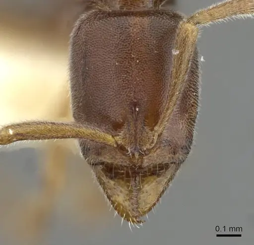 Hypoponera segnis specimen CASENT0911177 image casent0911177_2