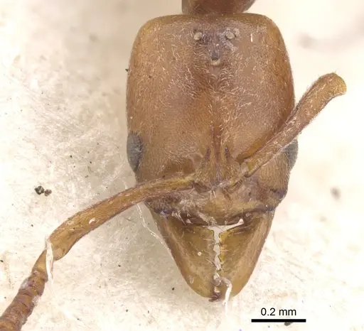 Hypoponera silvestrii specimen CASENT0902541 image casent0902541_2