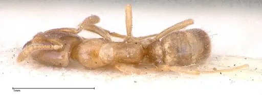 Hypoponera singaporensis specimen FOCOL0356 image focol0356_1