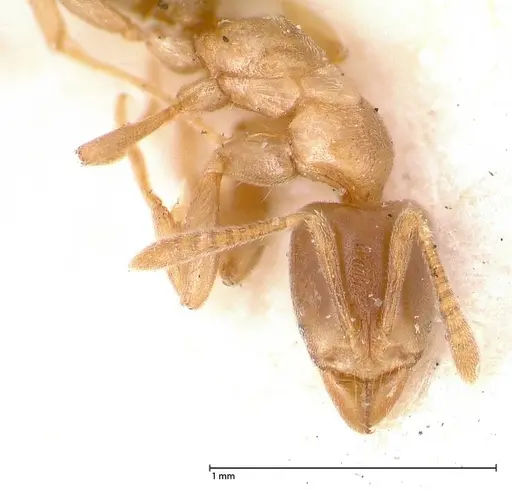 Hypoponera singaporensis specimen FOCOL0356 image focol0356_2
