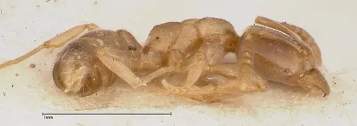 Hypoponera singaporensis specimen FOCOL0356 image focol0356_3