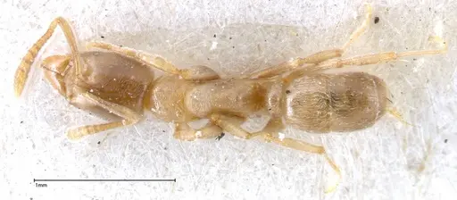 Hypoponera singaporensis specimen FOCOL0357 image focol0357_1