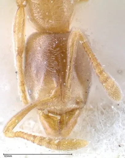 Hypoponera singaporensis specimen FOCOL0357 image focol0357_2