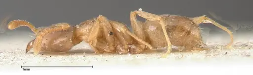 Hypoponera singaporensis specimen FOCOL0357 image focol0357_3
