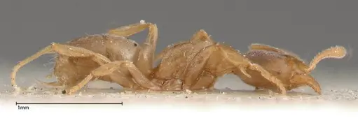 Hypoponera singaporensis specimen FOCOL0357 image focol0357_4