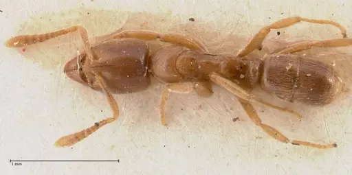 Hypoponera singaporensis specimen FOCOL0985 image focol0985_1