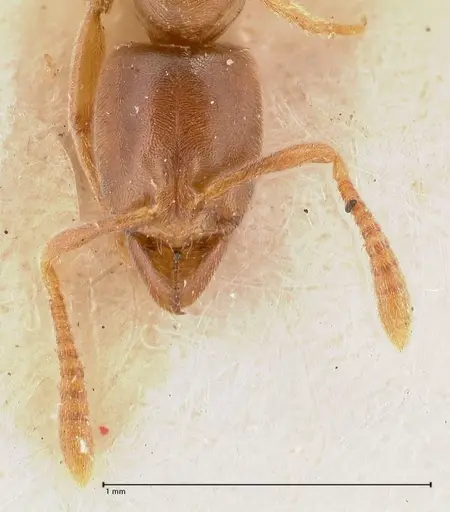 Hypoponera singaporensis specimen FOCOL0985 image focol0985_2
