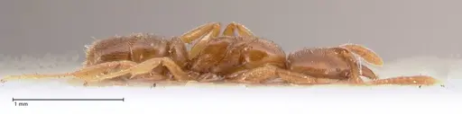 Hypoponera singaporensis specimen FOCOL0985 image focol0985_4