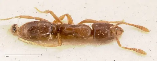 Hypoponera singaporensis specimen FOCOL0986 image focol0986_1