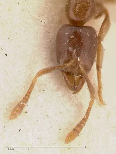Hypoponera singaporensis specimen FOCOL0986 image focol0986_2